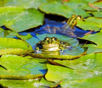 Frog on Lilypad in Pond