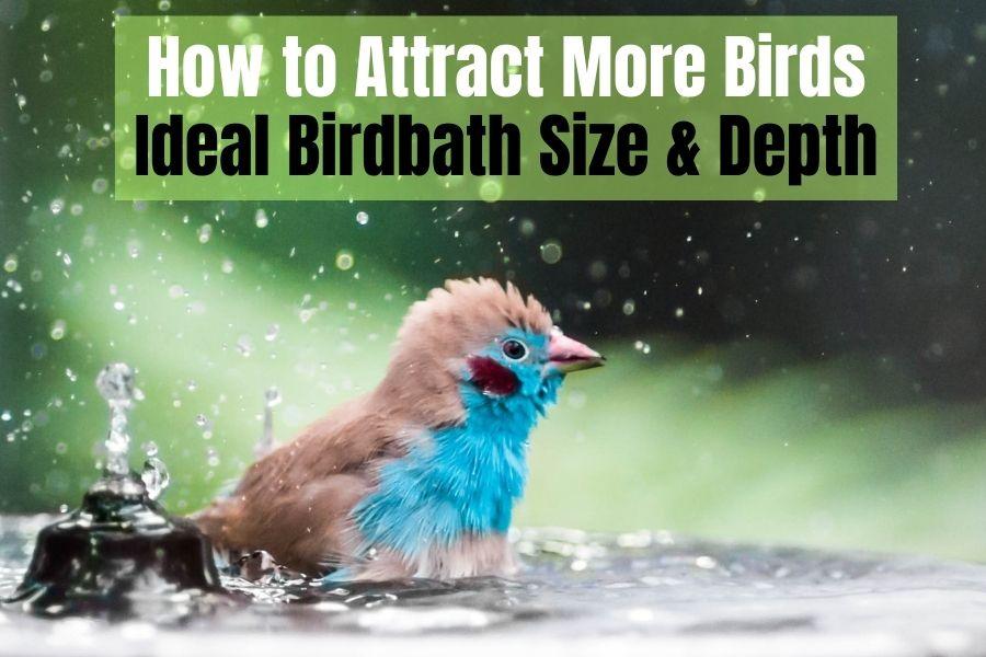 How Tall & How Deep Should a Bird Bath Be a Complete Guide