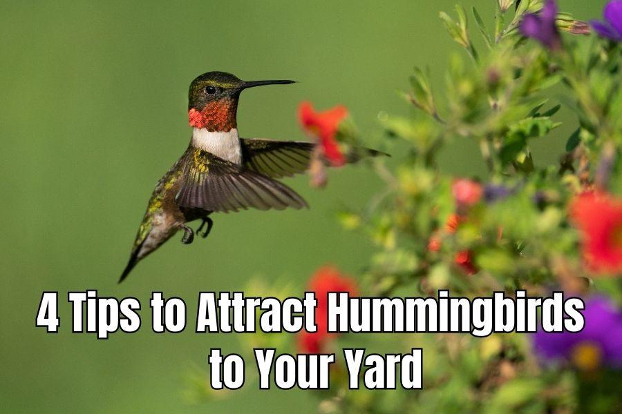 How to Attract Hummingbirds to Your Yard