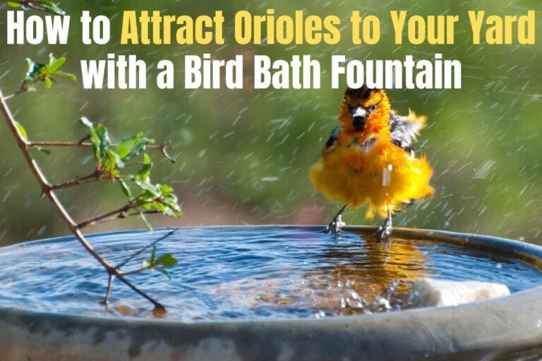 How to Attract Orioles to Your Yard with a Bird Bath Fountain