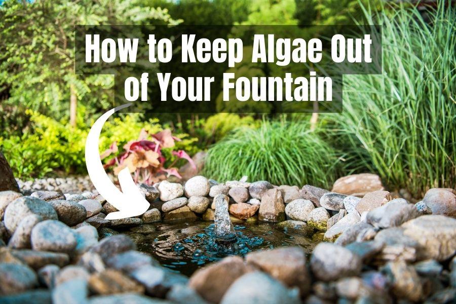 How to Keep Algae Out of Fountain with Eco-Friendly Methods 