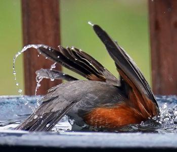 Robin Taking Bath in Bird Bath Fountain