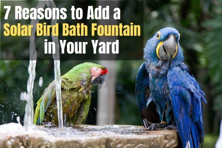 7 Benefits Of A Solar Powered Bird Bath Fountain In Your Yard